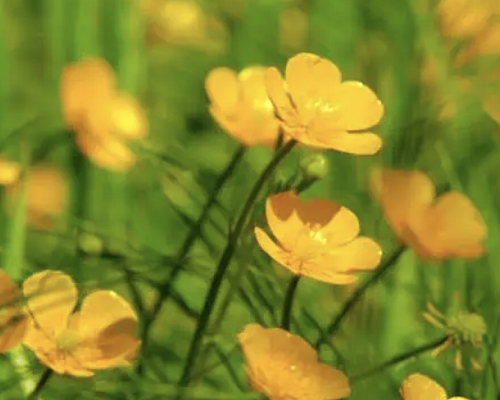 【天富注册】中医治疗滑膜炎