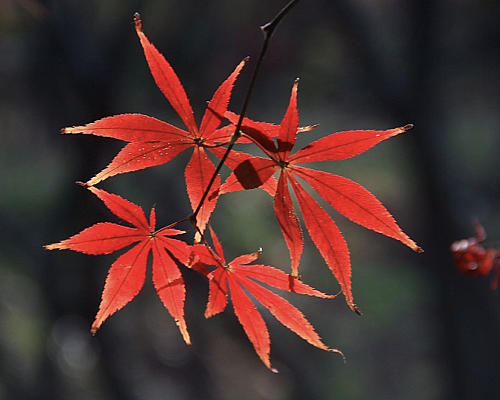 【天富注册】中医针灸培训