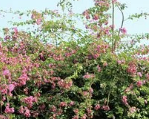 【天富注册】中医调理