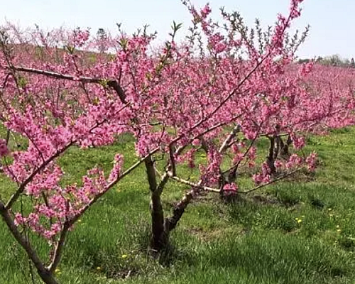 【天富注册】中医诊断法