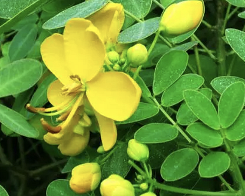 【天富注册】中医科普